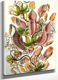 Art Forms In Nature Plate 62 Nepenthaceae 1904 By Ernst Haeckel Fine Art Print