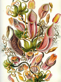 Art Forms In Nature Plate 62 Nepenthaceae 1904 By Ernst Haeckel Fine Art Print