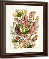 Art Forms In Nature Plate 62 Nepenthaceae 1904 By Ernst Haeckel Fine Art Print