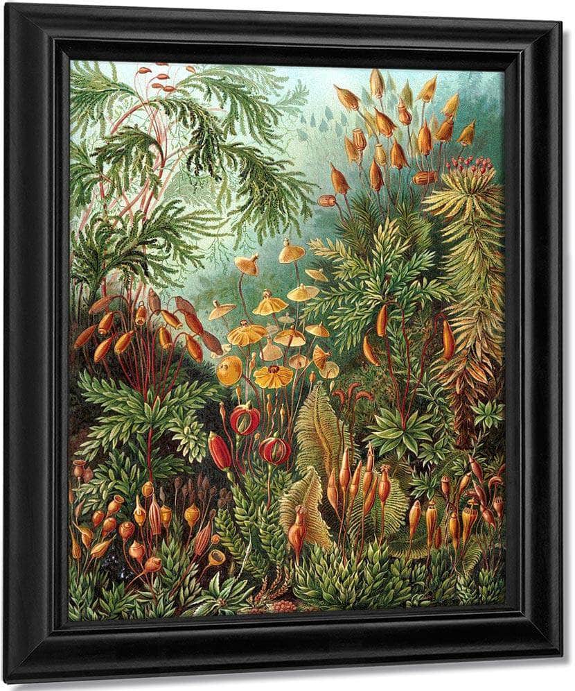 Art Forms In Nature Plate 72 Muscinae 1904 By Ernst Haeckel Fine Art Print