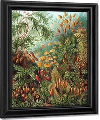 Art Forms In Nature Plate 72 Muscinae 1904 By Ernst Haeckel Fine Art Print