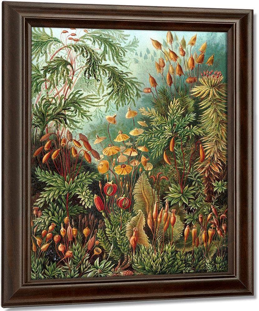 Art Forms In Nature Plate 72 Muscinae 1904 By Ernst Haeckel Fine Art Print