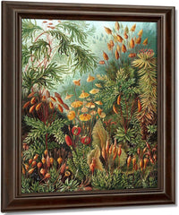 Art Forms In Nature Plate 72 Muscinae 1904 By Ernst Haeckel Fine Art Print