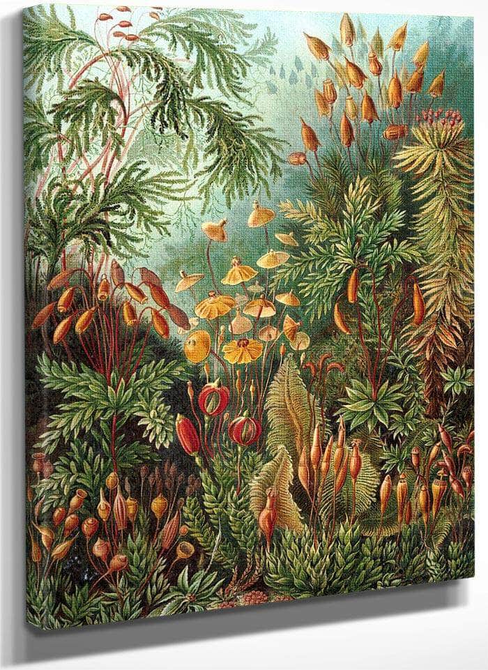 Art Forms In Nature Plate 72 Muscinae 1904 By Ernst Haeckel Fine Art Print