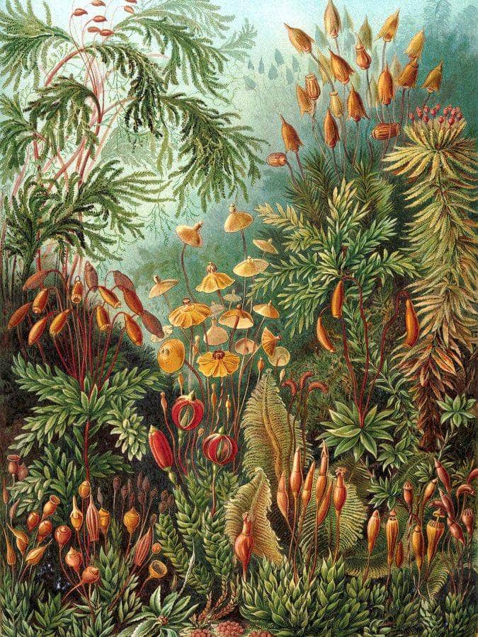 Art Forms In Nature Plate 72 Muscinae 1904 By Ernst Haeckel Fine Art Print