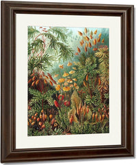 Art Forms In Nature Plate 72 Muscinae 1904 By Ernst Haeckel Fine Art Print