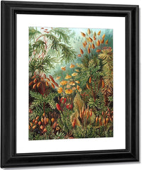 Art Forms In Nature Plate 72 Muscinae 1904 By Ernst Haeckel Fine Art Print