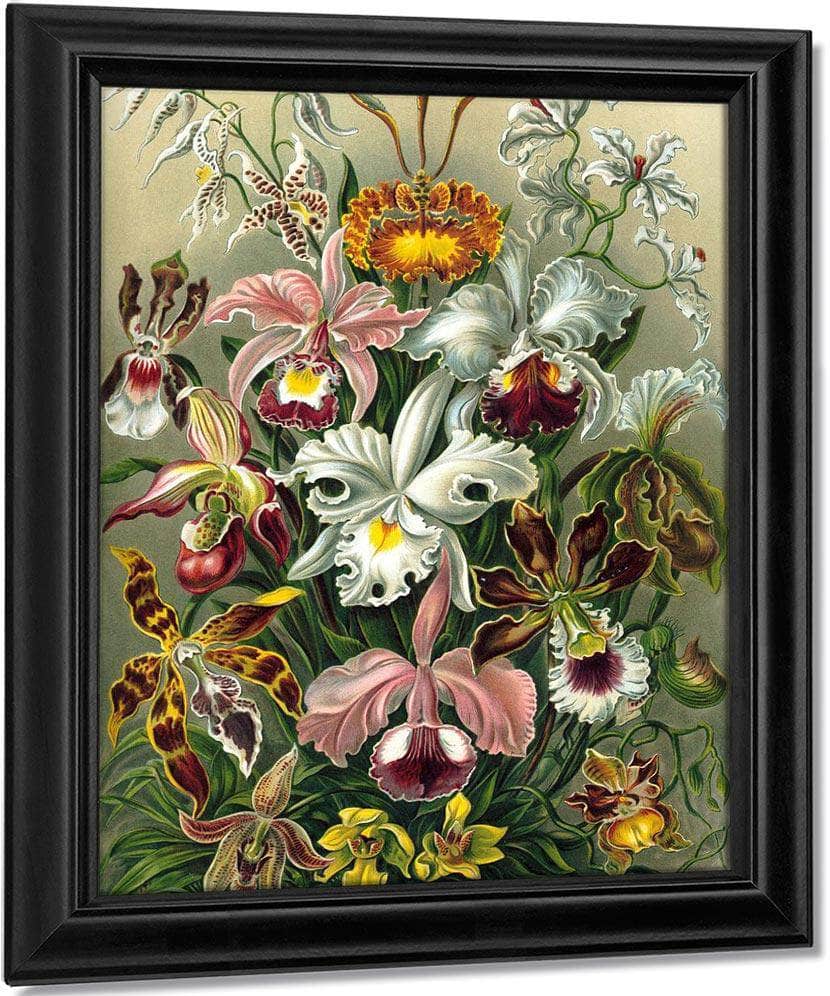 Art Forms In Nature Plate 74 Orchidae 1904 By Ernst Haeckel Fine Art Print