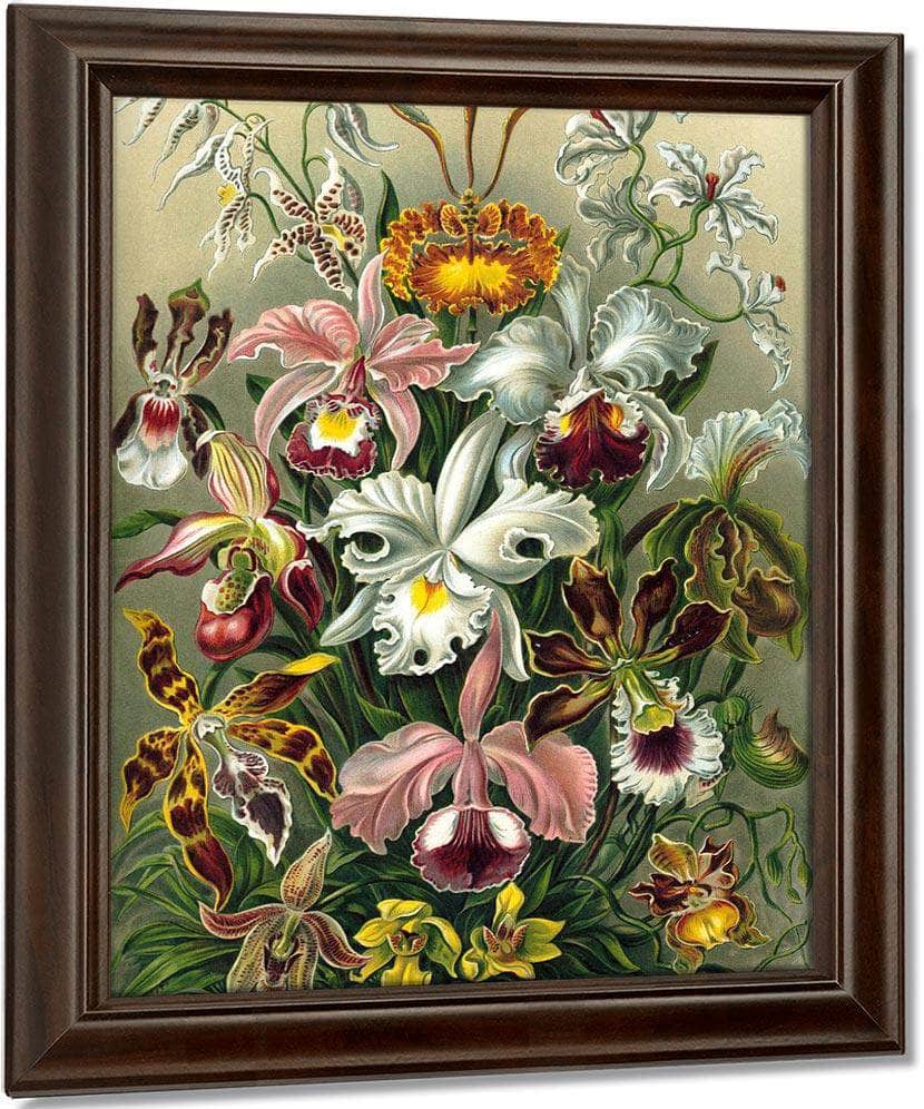 Art Forms In Nature Plate 74 Orchidae 1904 By Ernst Haeckel Fine Art Print