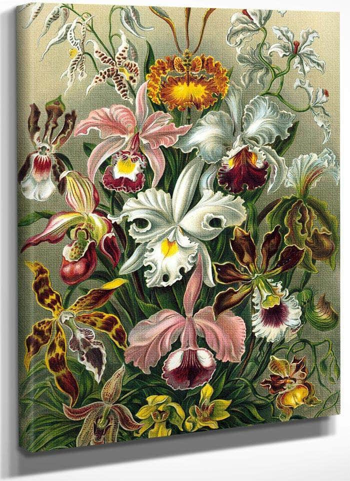 Art Forms In Nature Plate 74 Orchidae 1904 By Ernst Haeckel Fine Art Print