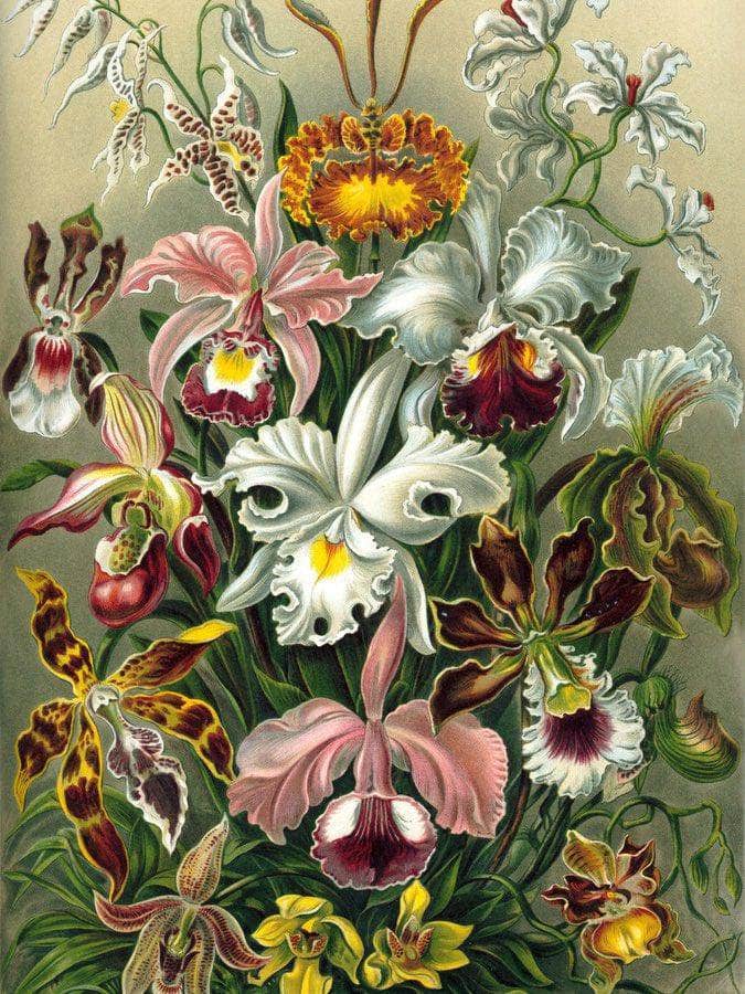Art Forms In Nature Plate 74 Orchidae 1904 By Ernst Haeckel Fine Art Print