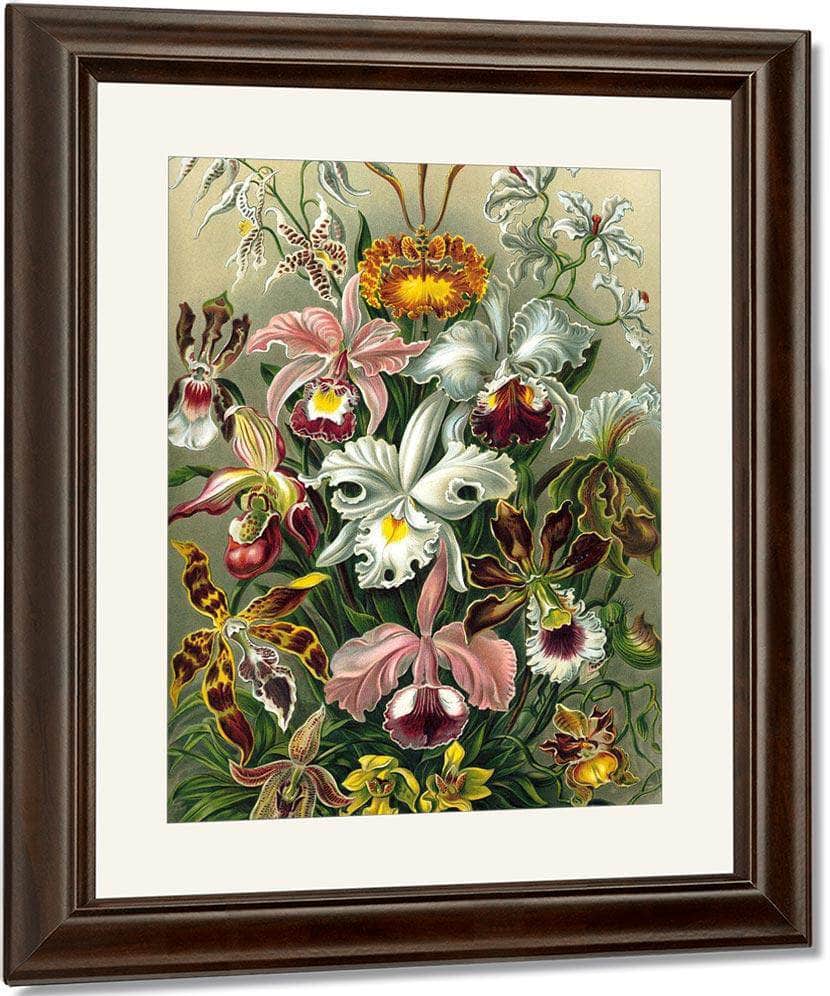 Art Forms In Nature Plate 74 Orchidae 1904 By Ernst Haeckel Fine Art Print