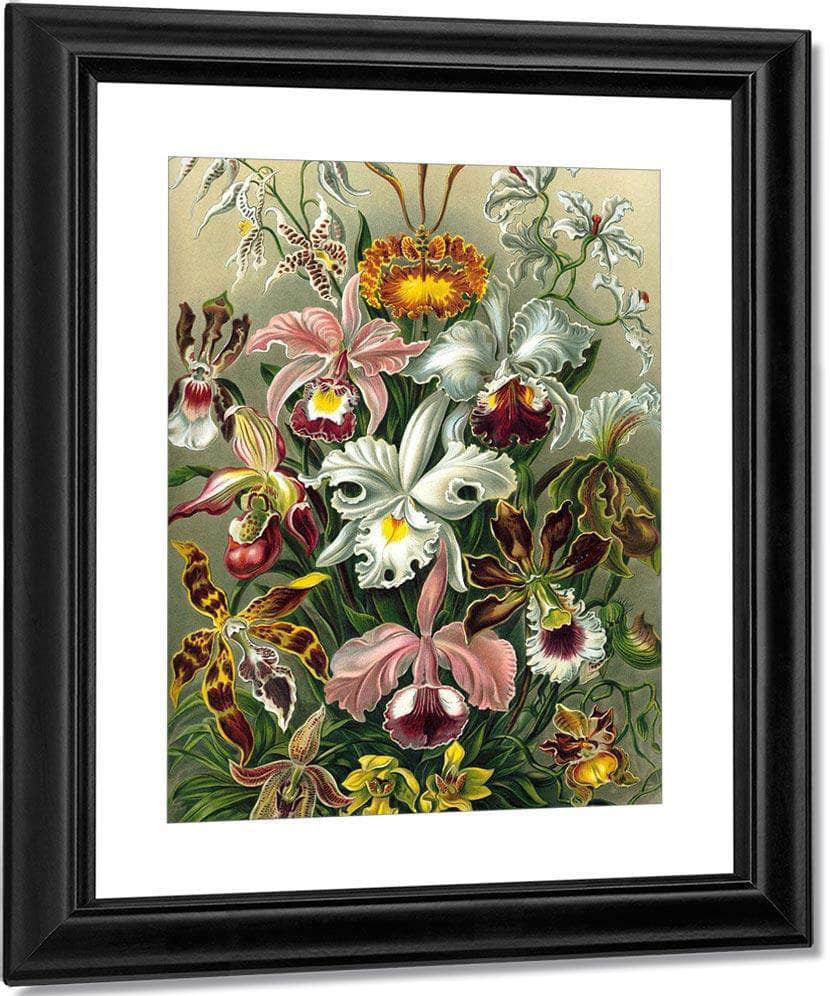 Art Forms In Nature Plate 74 Orchidae 1904 By Ernst Haeckel Fine Art Print
