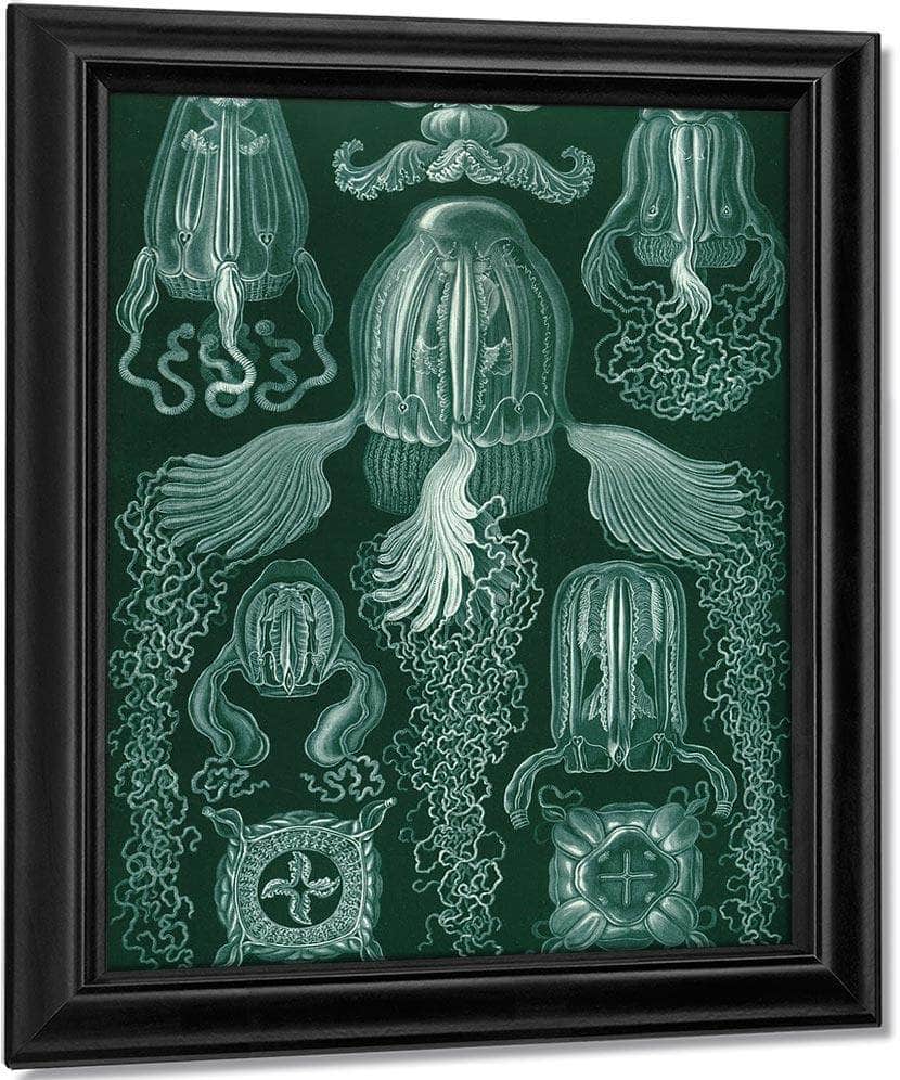 Art Forms In Nature Plate 78 Cubomedusae 1904 By Ernst Haeckel Fine Art Print