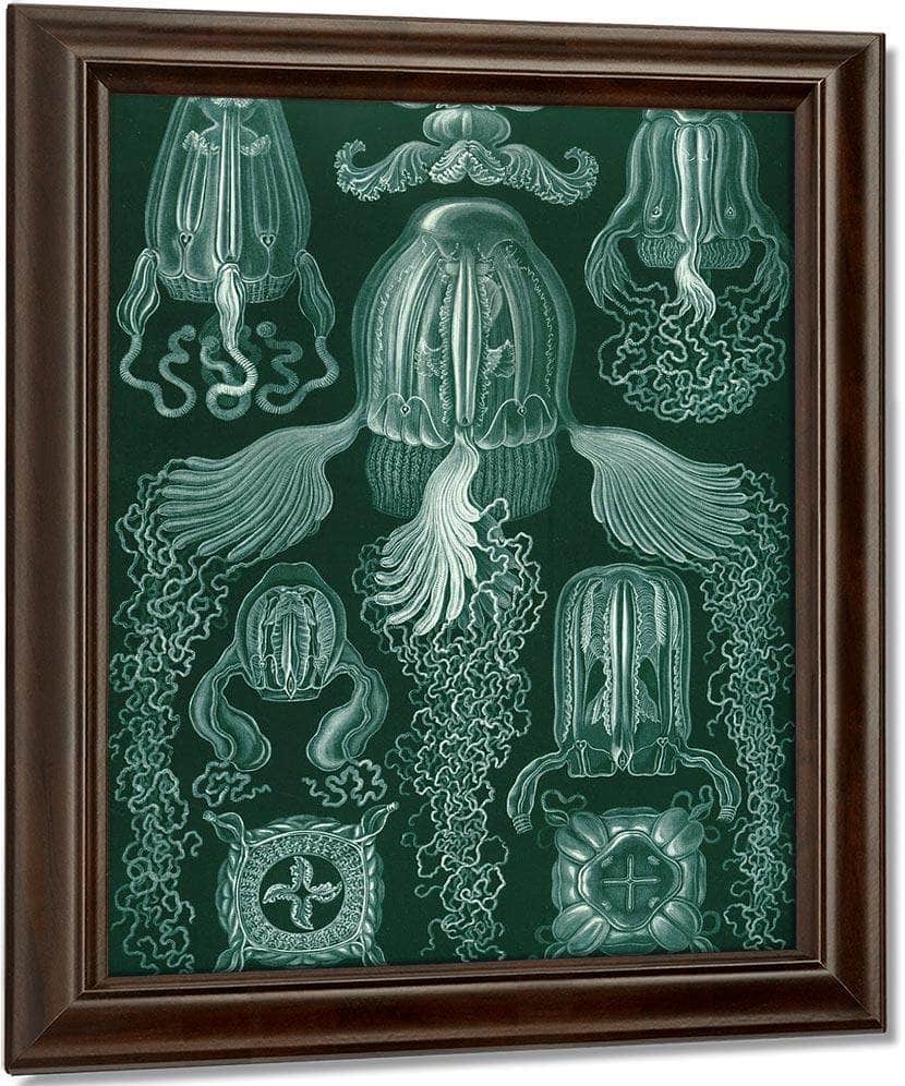 Art Forms In Nature Plate 78 Cubomedusae 1904 By Ernst Haeckel Fine Art Print
