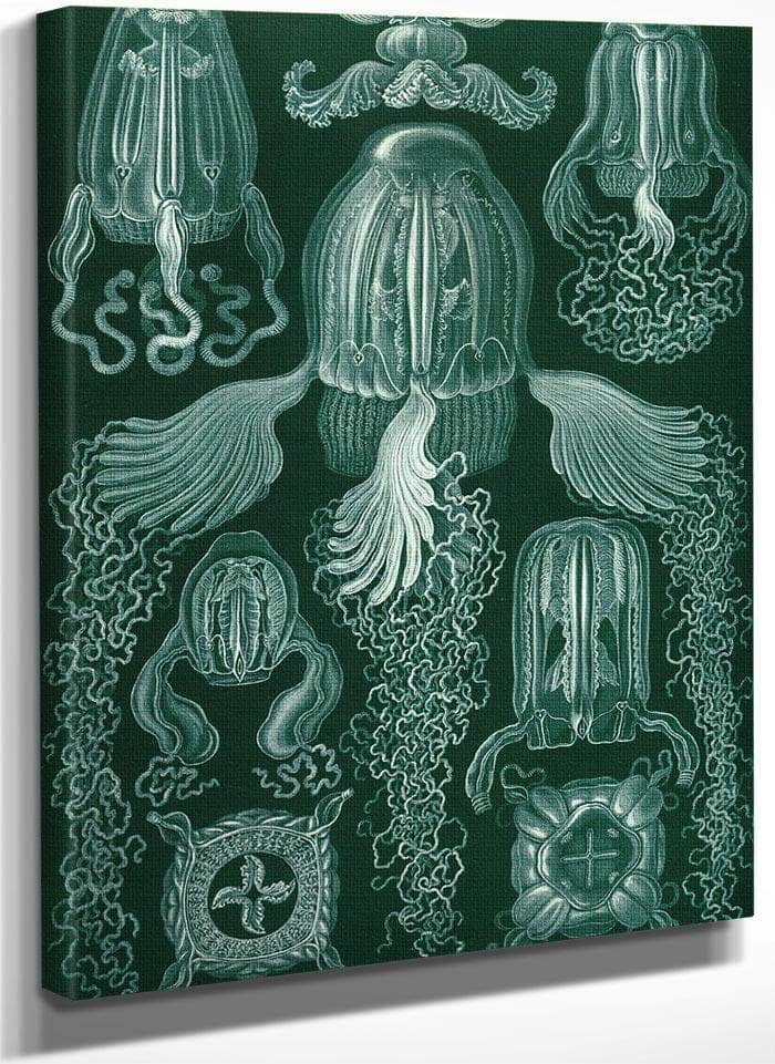 Art Forms In Nature Plate 78 Cubomedusae 1904 By Ernst Haeckel Fine Art Print