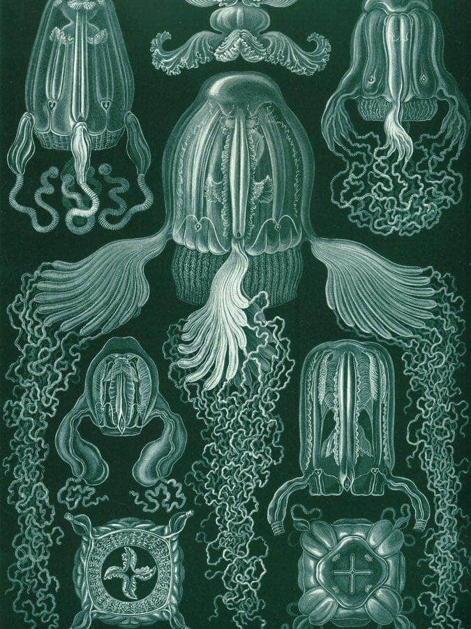 Art Forms In Nature Plate 78 Cubomedusae 1904 By Ernst Haeckel Fine Art Print