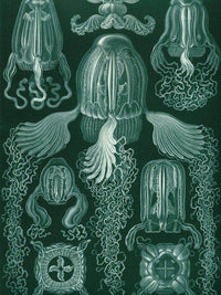 Art Forms In Nature Plate 78 Cubomedusae 1904 By Ernst Haeckel Fine Art Print