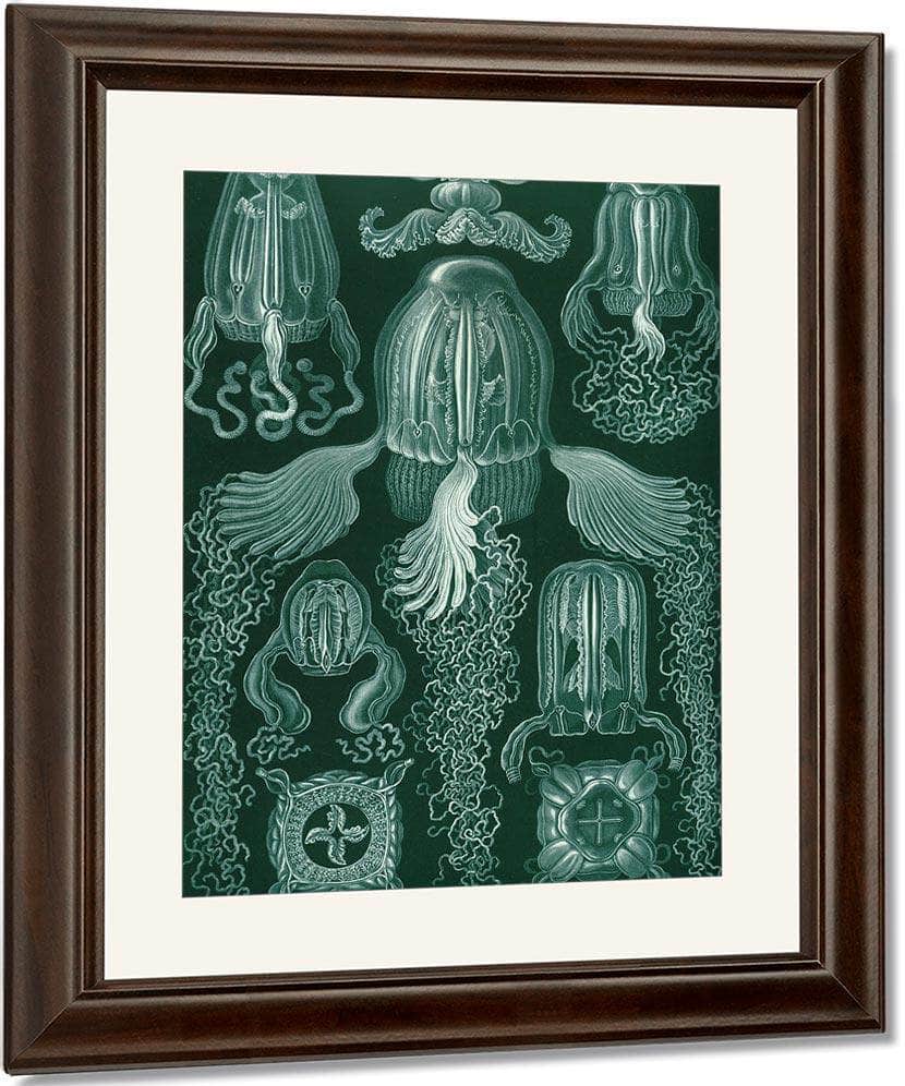 Art Forms In Nature Plate 78 Cubomedusae 1904 By Ernst Haeckel Fine Art Print