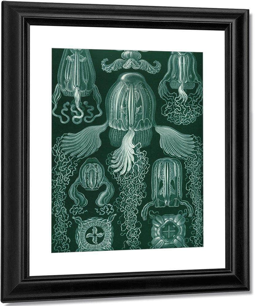 Art Forms In Nature Plate 78 Cubomedusae 1904 By Ernst Haeckel Fine Art Print