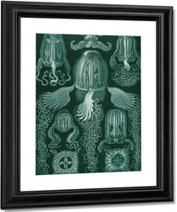 Art Forms In Nature Plate 78 Cubomedusae 1904 By Ernst Haeckel Fine Art Print