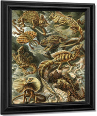 Art Forms In Nature Plate 79 Lacertilia 1904 By Ernst Haeckel Fine Art Print