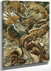 Art Forms In Nature Plate 79 Lacertilia 1904 By Ernst Haeckel Fine Art Print