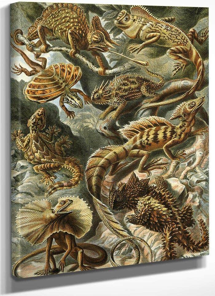 Art Forms In Nature Plate 79 Lacertilia 1904 By Ernst Haeckel Fine Art Print