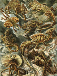 Art Forms In Nature Plate 79 Lacertilia 1904 By Ernst Haeckel Fine Art Print