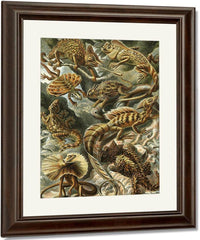 Art Forms In Nature Plate 79 Lacertilia 1904 By Ernst Haeckel Fine Art Print