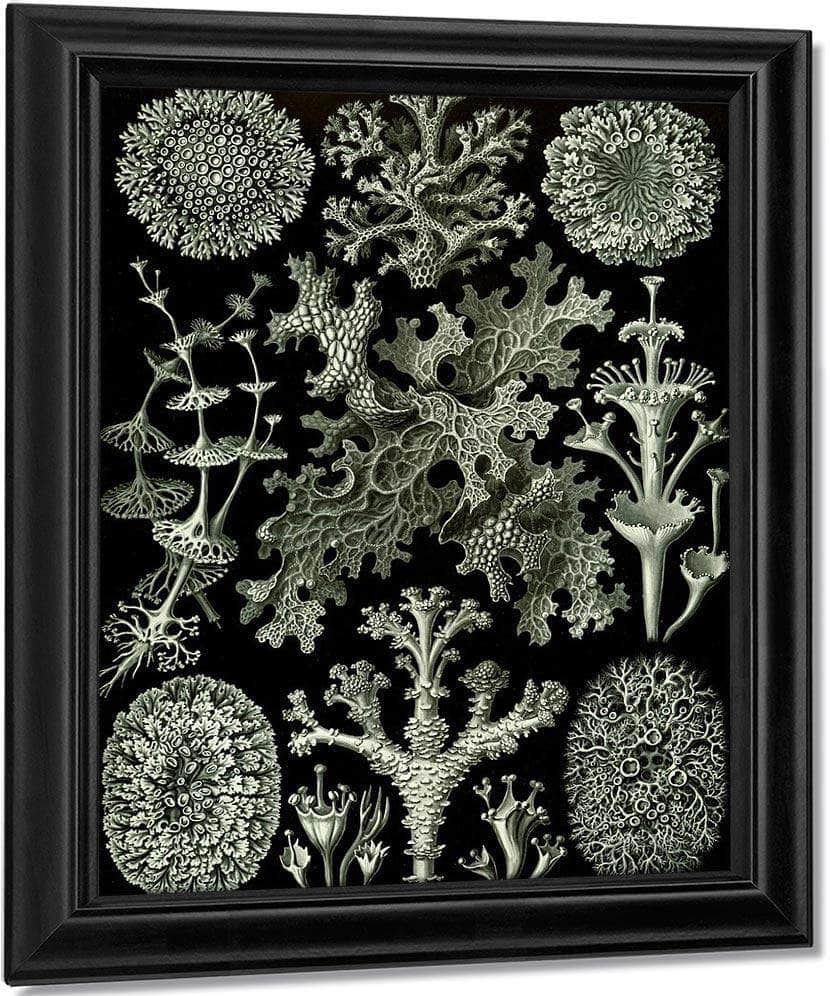 Art Forms In Nature Plate 83 Lichenes 1904 By Ernst Haeckel Fine Art Print