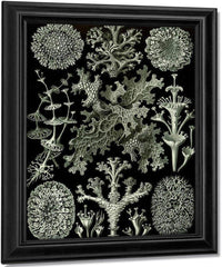 Art Forms In Nature Plate 83 Lichenes 1904 By Ernst Haeckel Fine Art Print