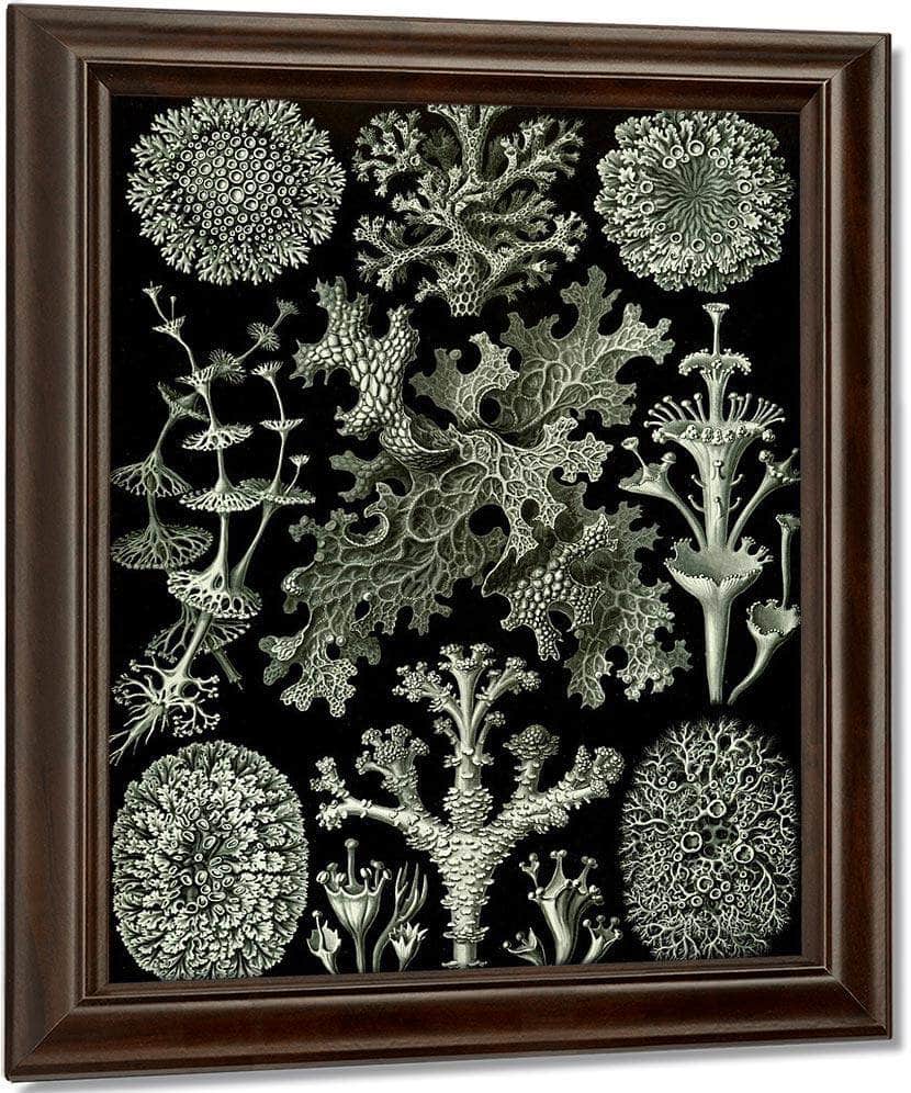 Art Forms In Nature Plate 83 Lichenes 1904 By Ernst Haeckel Fine Art Print