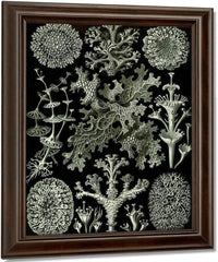 Art Forms In Nature Plate 83 Lichenes 1904 By Ernst Haeckel Fine Art Print