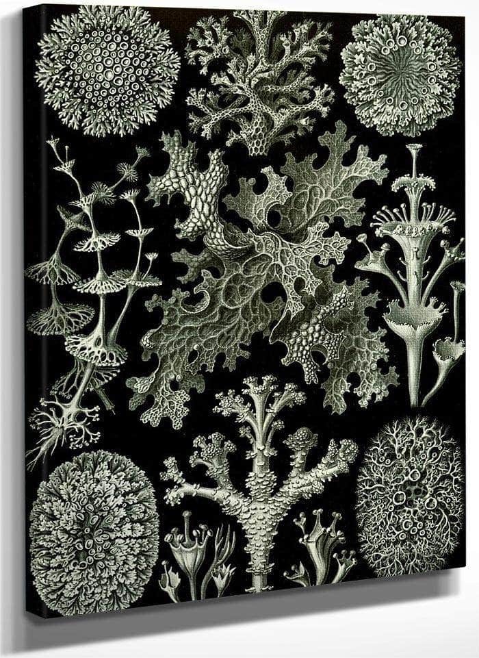 Art Forms In Nature Plate 83 Lichenes 1904 By Ernst Haeckel Fine Art Print
