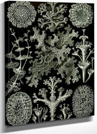 Art Forms In Nature Plate 83 Lichenes 1904 By Ernst Haeckel Fine Art Print