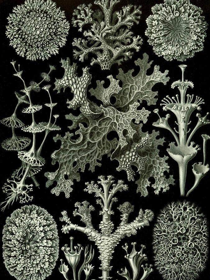 Art Forms In Nature Plate 83 Lichenes 1904 By Ernst Haeckel Fine Art Print