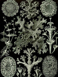 Art Forms In Nature Plate 83 Lichenes 1904 By Ernst Haeckel Fine Art Print