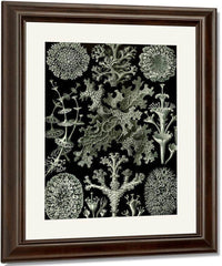 Art Forms In Nature Plate 83 Lichenes 1904 By Ernst Haeckel Fine Art Print