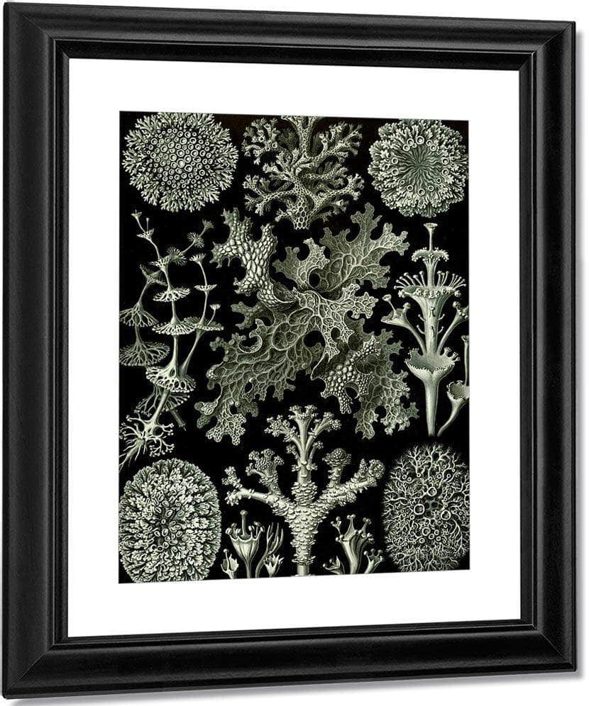Art Forms In Nature Plate 83 Lichenes 1904 By Ernst Haeckel Fine Art Print