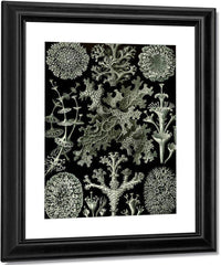 Art Forms In Nature Plate 83 Lichenes 1904 By Ernst Haeckel Fine Art Print