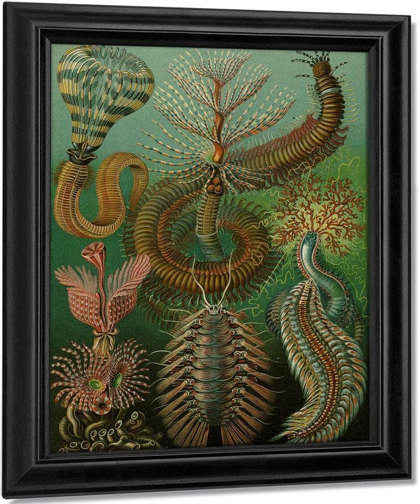 Art Forms In Nature Plate 96 Chaetopoda 1904 By Ernst Haeckel Fine Art Print