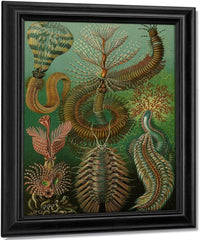 Art Forms In Nature Plate 96 Chaetopoda 1904 By Ernst Haeckel Fine Art Print
