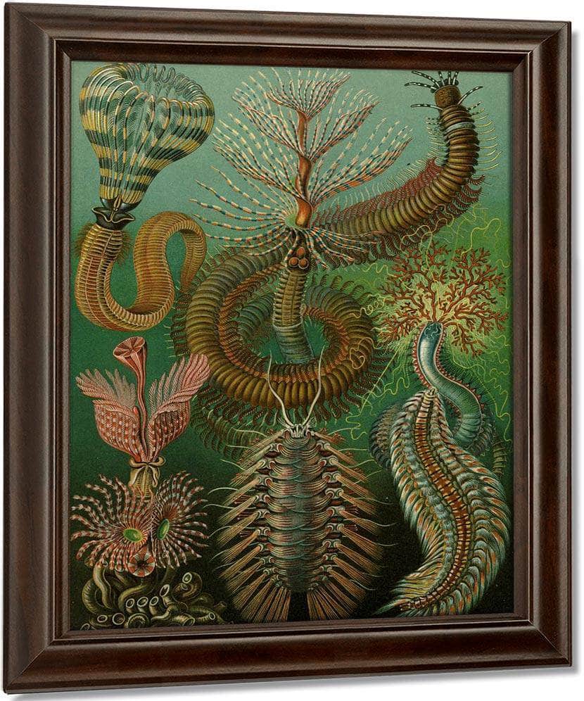 Art Forms In Nature Plate 96 Chaetopoda 1904 By Ernst Haeckel Fine Art Print