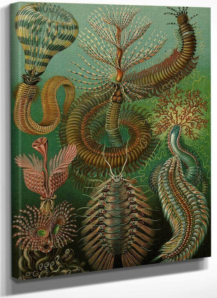 Art Forms In Nature Plate 96 Chaetopoda 1904 By Ernst Haeckel Fine Art Print