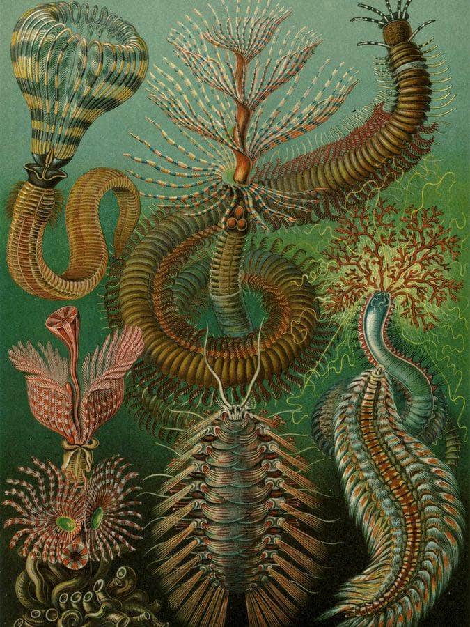 Art Forms In Nature Plate 96 Chaetopoda 1904 By Ernst Haeckel Fine Art Print