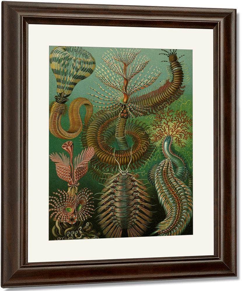 Art Forms In Nature Plate 96 Chaetopoda 1904 By Ernst Haeckel Fine Art Print