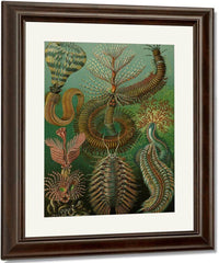 Art Forms In Nature Plate 96 Chaetopoda 1904 By Ernst Haeckel Fine Art Print