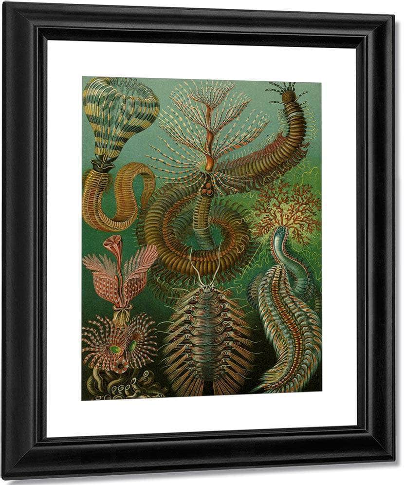 Art Forms In Nature Plate 96 Chaetopoda 1904 By Ernst Haeckel Fine Art Print