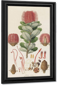 Banksia Coccinea From Illustrationes Florae Novae Hollandiae By Ferdinand Bauer Fine Art Print